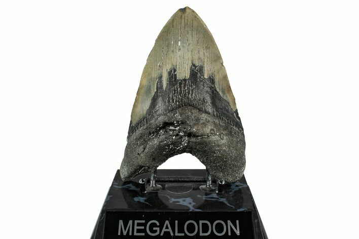 Fossil Megalodon Tooth - North Carolina #355847